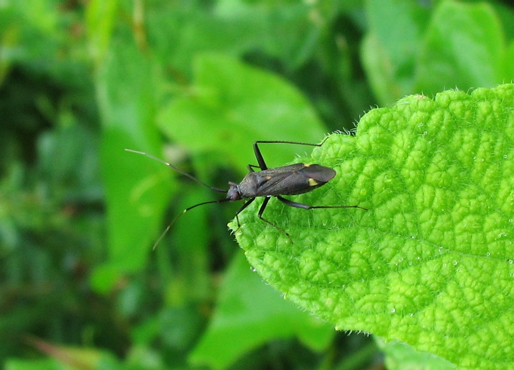 Miridae: Closterotomus ventralis?